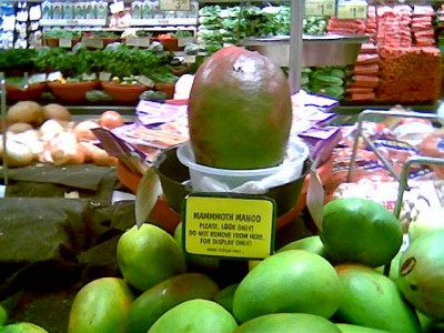 a huge mango in Hawaii