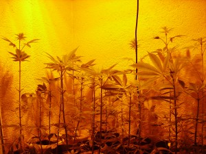 dope in the basement pot plants in the basement