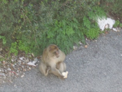 Gibraltera Ape