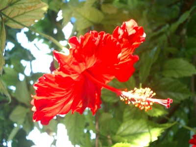Free things to do in Honolulu