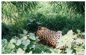 Leopared in Palampur