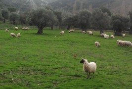Gokceada Island – Turkey’s Huge Organic Island Gokceada Nature