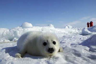 baby seal green travel