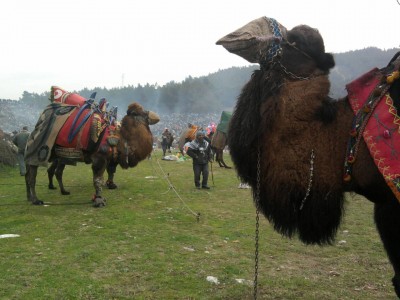 camels in Selcuk Turkey