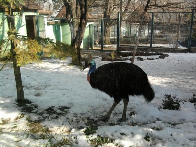 Belgrade zoo