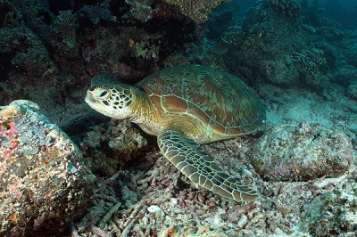 Green Turtle - Siampan