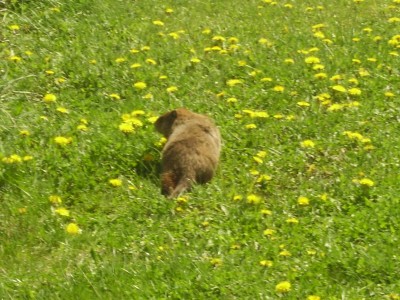 Canadian Woodchuck in Quebec