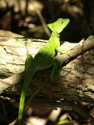 basilisk lizard in costa rica
