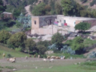 Morocco Shepherd