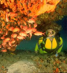 Aruba Scuba Diving