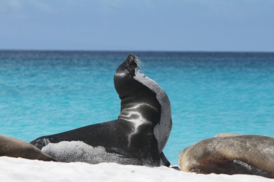 Galapagos Wildlife Cruise