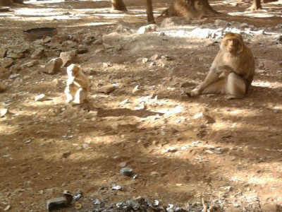 Barbary Apes in Morocco