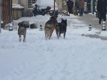 dogs in Istanbul snow