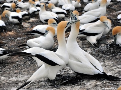 New Zealand Gannet Safari