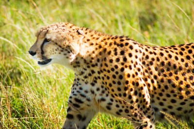 African Safari