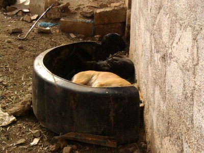 Moroccan Doghouse