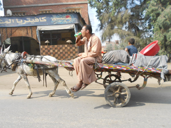 Cairo donkey cart - The Pepsi Chgallenge