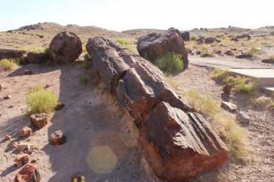 petrified forest in Arizona