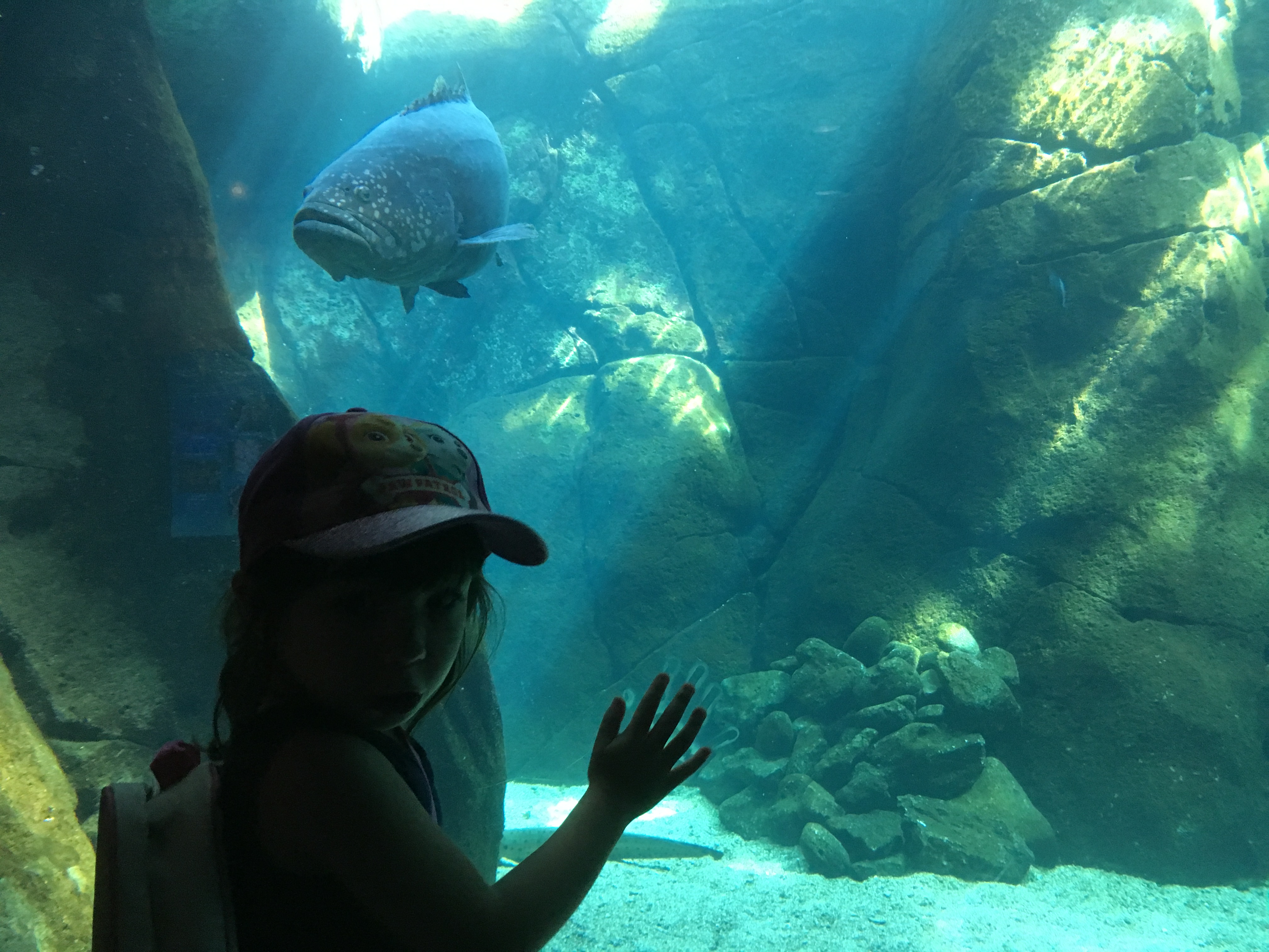 Image Result For Honolulu Aquarium Admission Image Result For Honolulu Aquarium Admission