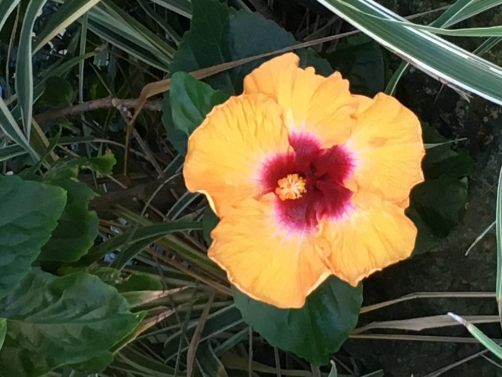 Oahu Tropical Flowers