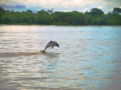 Amazon Dolphins