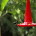 costa rica wildlife