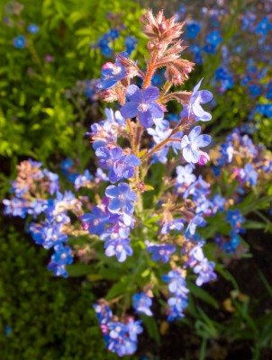 Longfellow's Garden