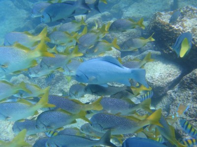 Underwater Galapagos