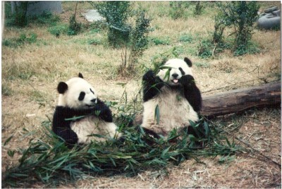 pandas in China
