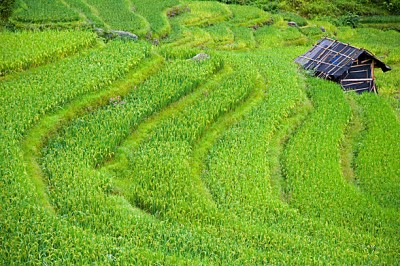 Ping An village, home to the Yao of Guilin Rice Terraces Yao China Ping An