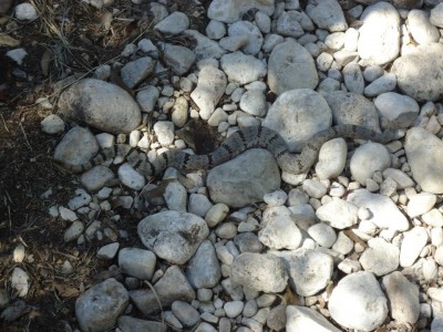 rattle snake