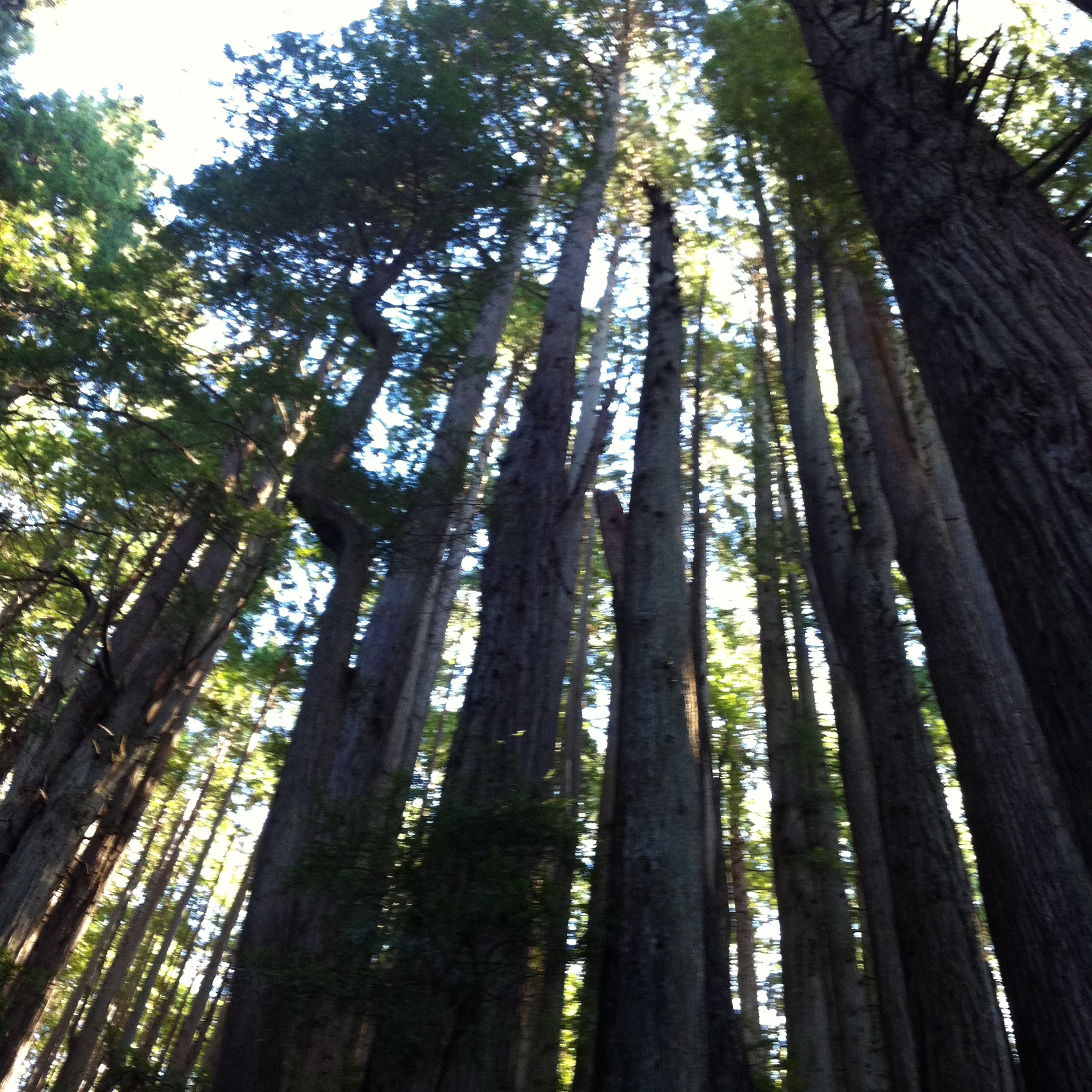 trees of mystery