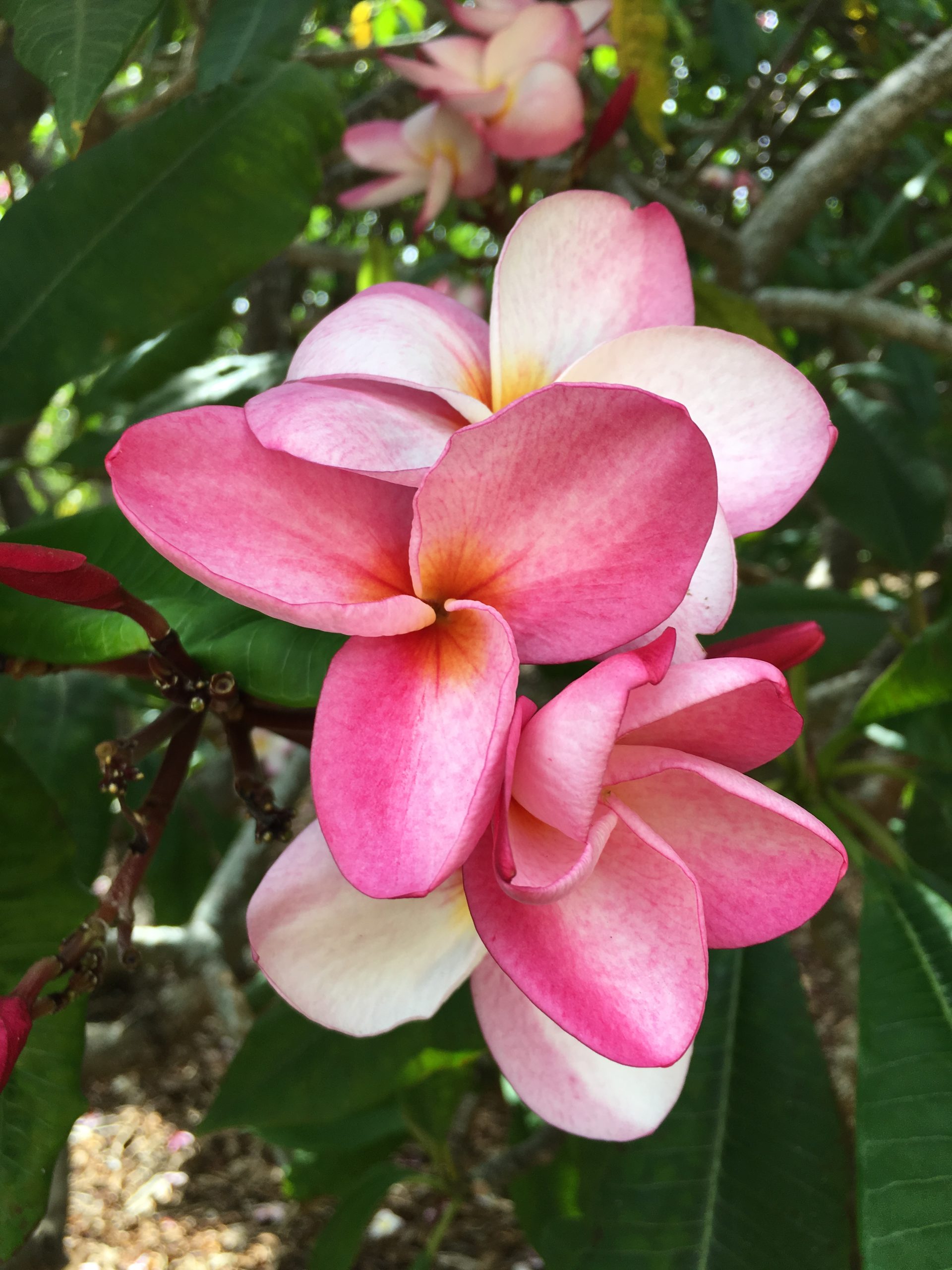 Koko Crater