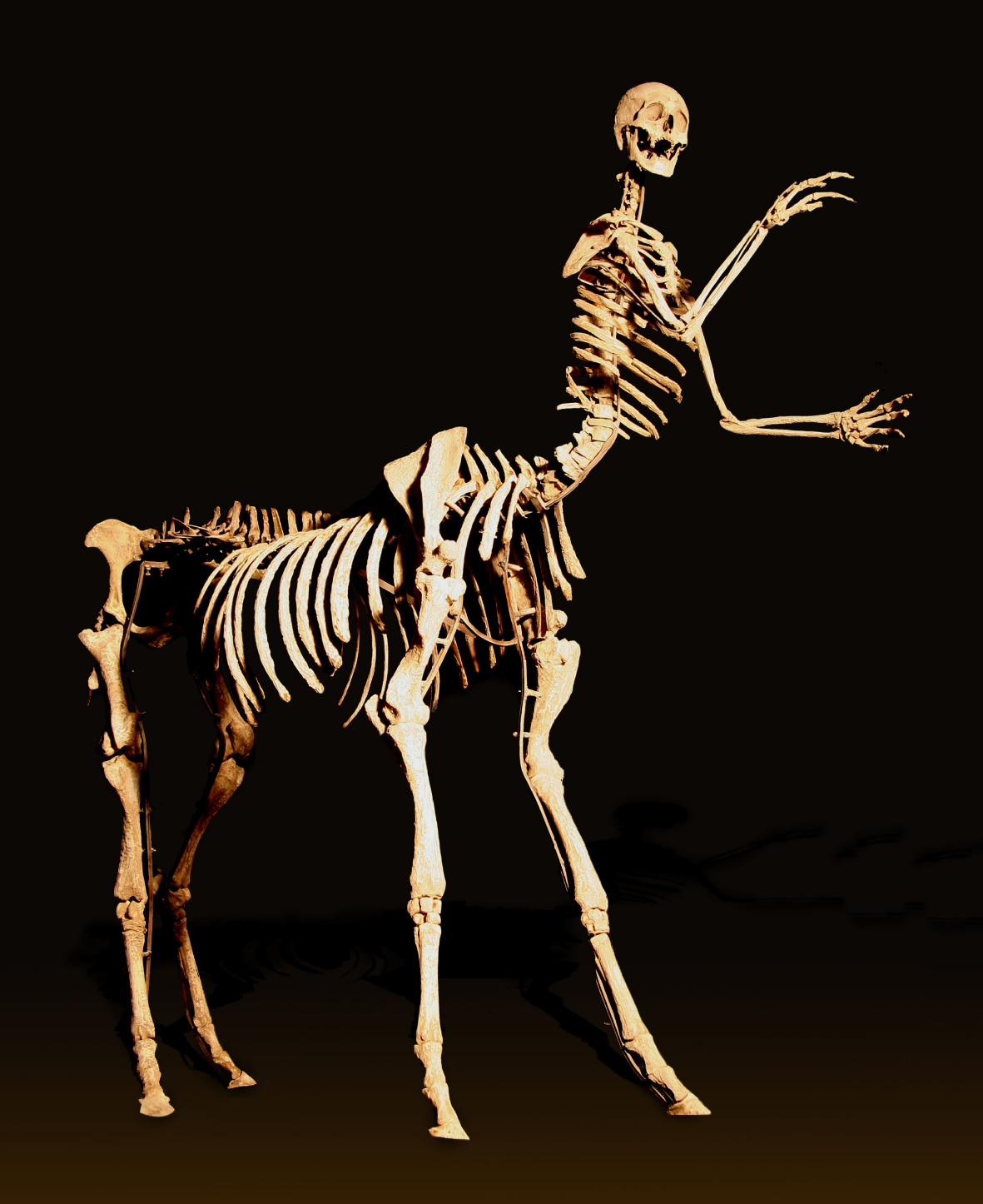 centaur skeleton