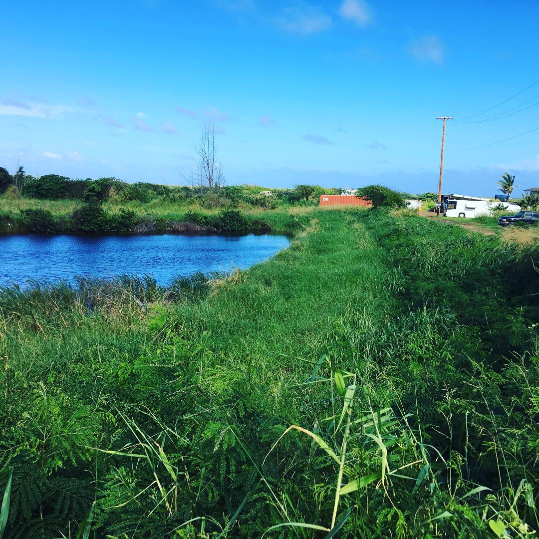 Shrimp Ponds