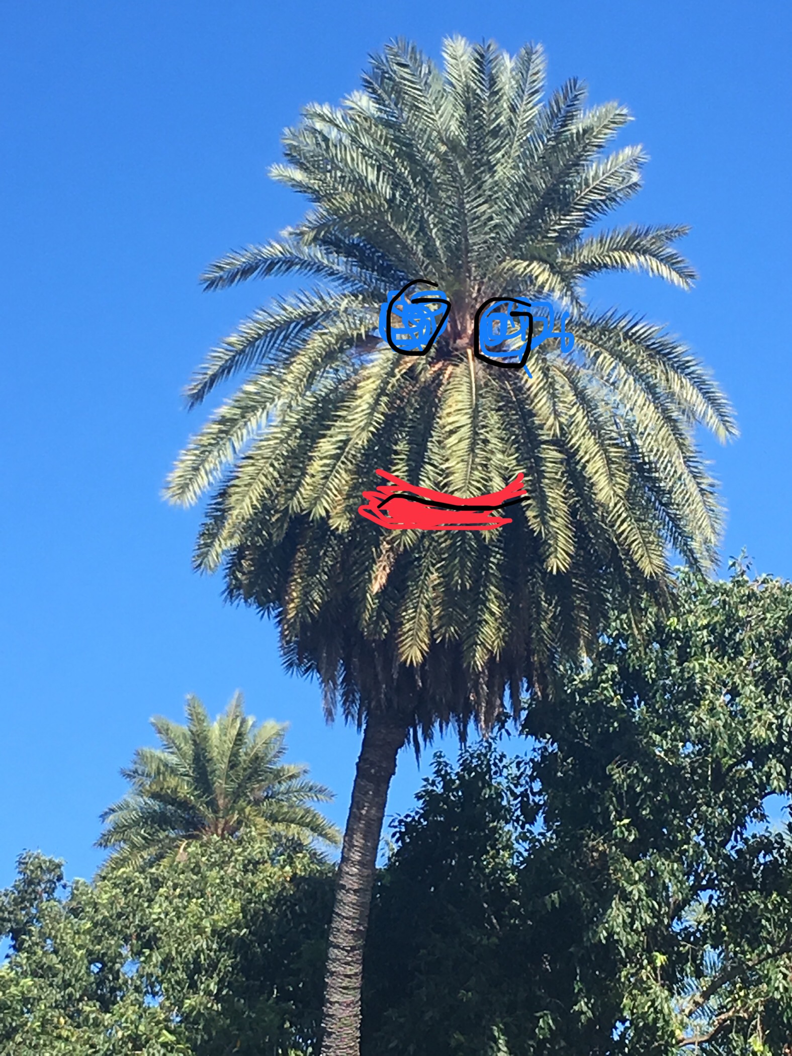 Happy Hawaii Palm Tree