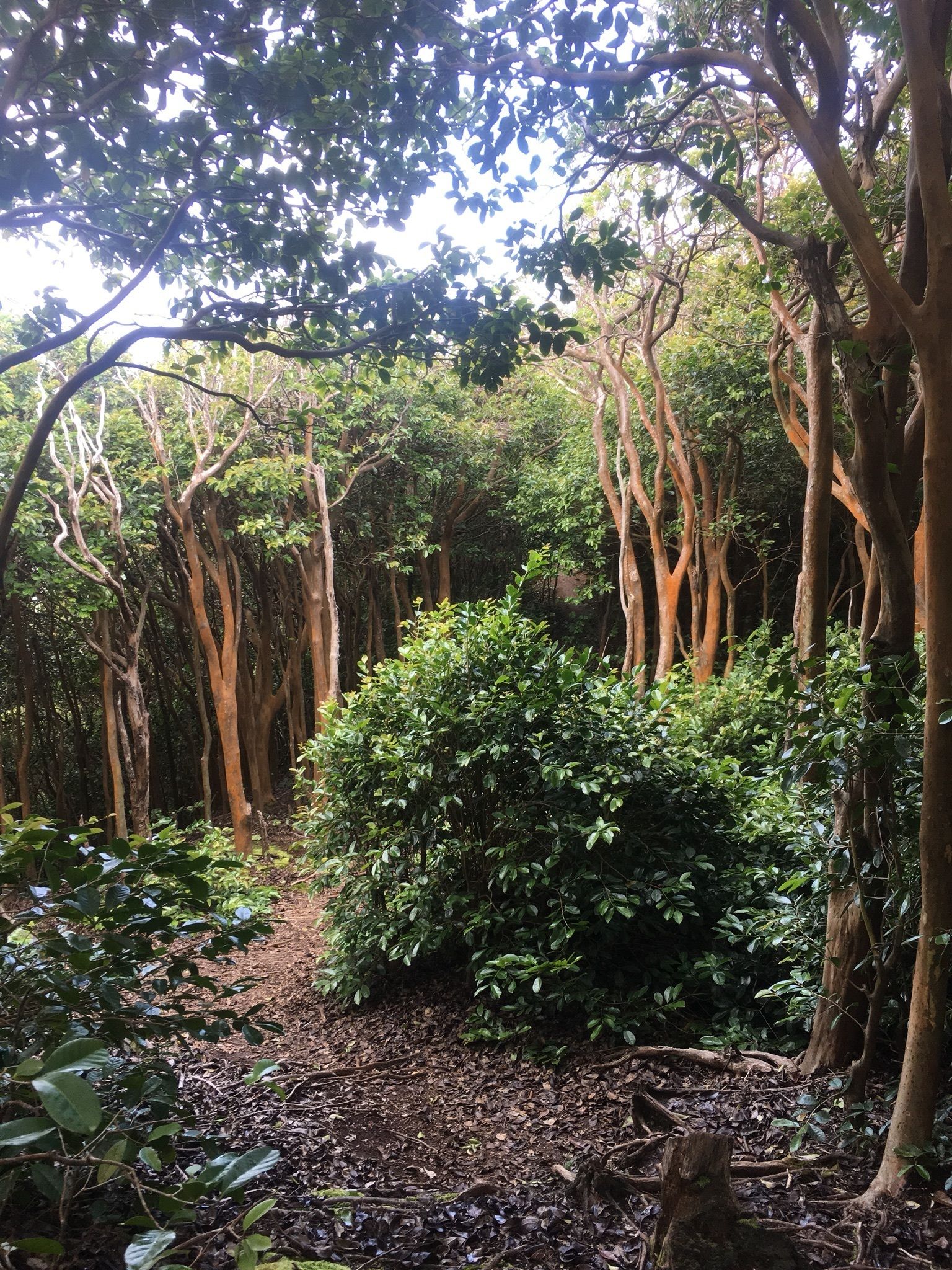 Hawaii Loa Ridge Trail