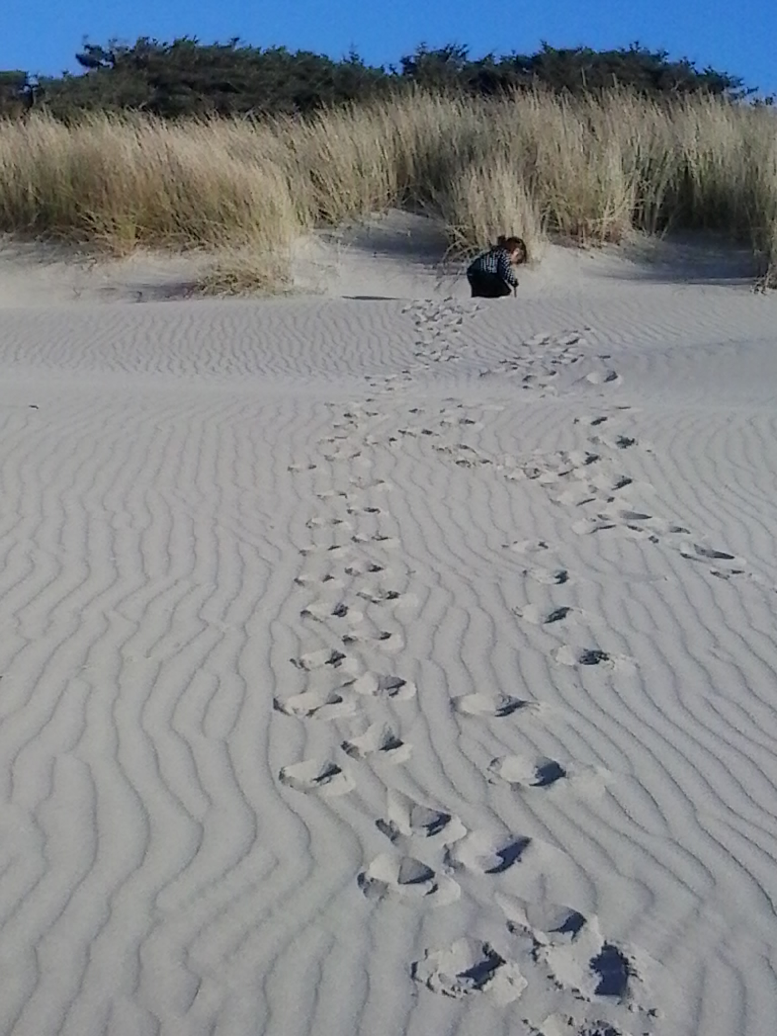 Oregon Dunes